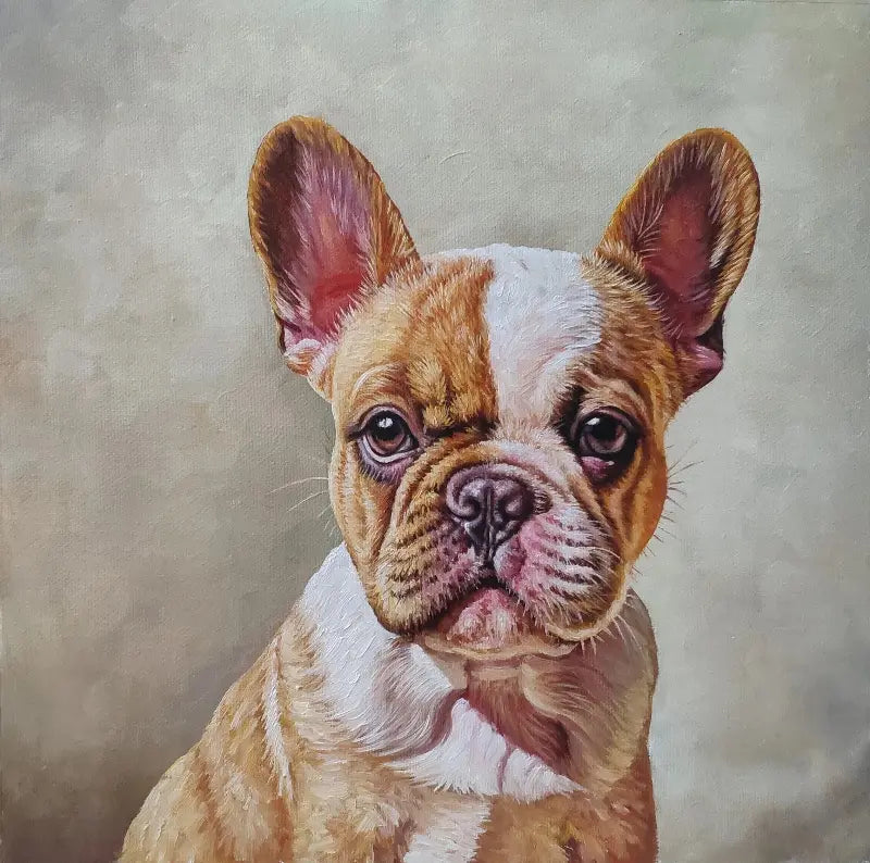 A professional 100% hand-painted oil portrait of a fawn and white French Bulldog, customized pet art by Muse & Paw.
